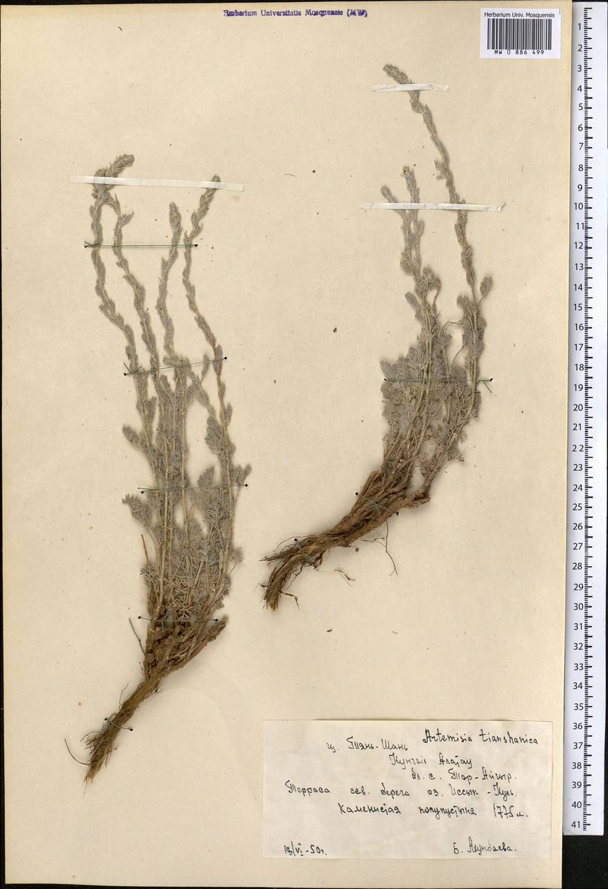 Полынь тяньшанская (Krasch. ex Poljak.) Y.R. Ling, Средняя Азия и Казахстан, Северный и Центральный Тянь-Шань (M4) (Киргизия)