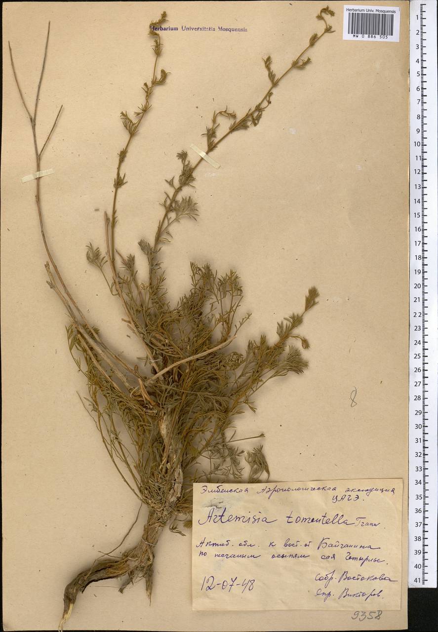 Полынь тонковойлочная Trautv., Средняя Азия и Казахстан, Прикаспийский Устюрт и Северное Приаралье (M8) (Казахстан)