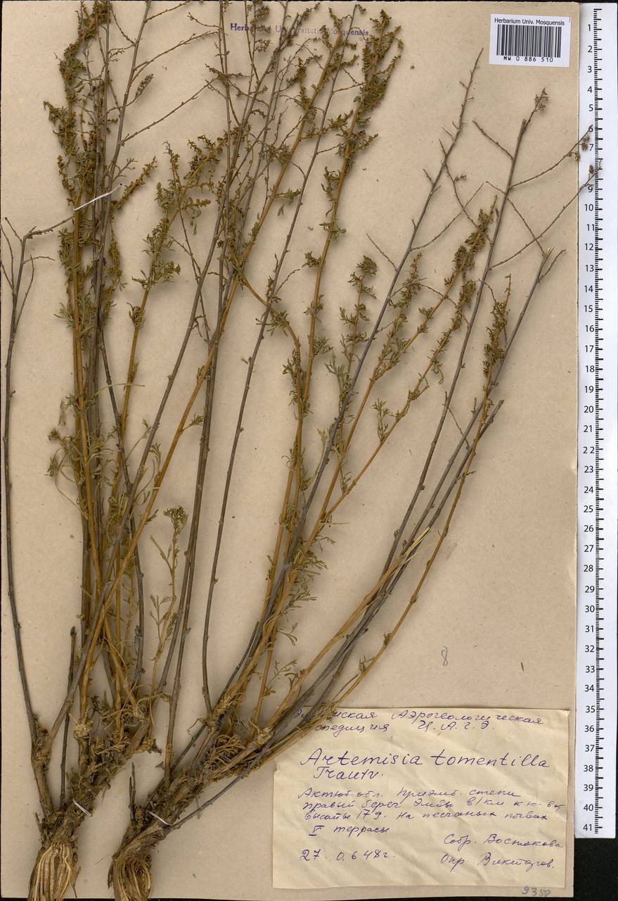 Полынь тонковойлочная Trautv., Средняя Азия и Казахстан, Прикаспийский Устюрт и Северное Приаралье (M8) (Казахстан)
