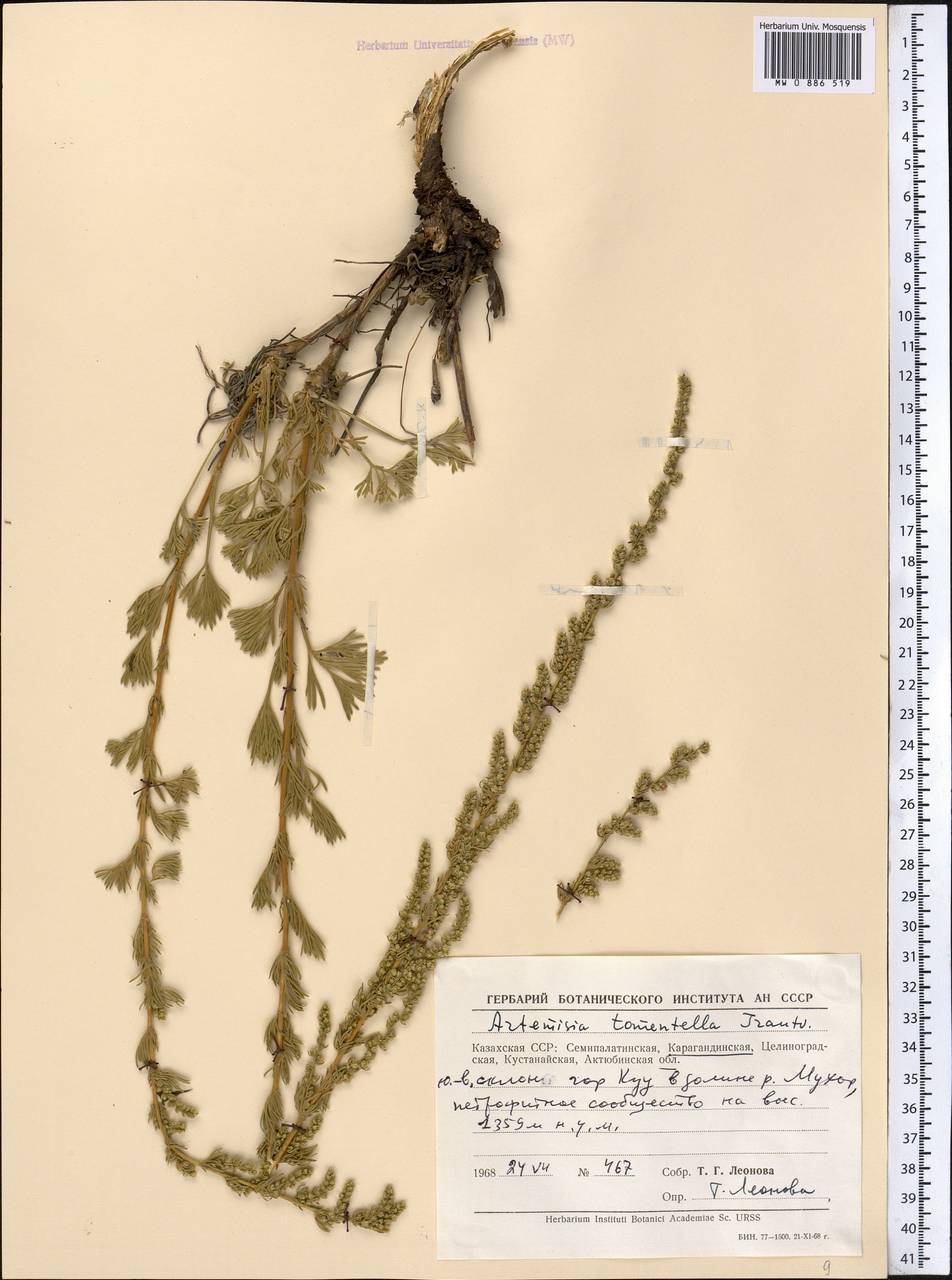 Полынь тонковойлочная Trautv., Средняя Азия и Казахстан, Муюнкумы, Прибалхашье и Бетпак-Дала (M9) (Казахстан)