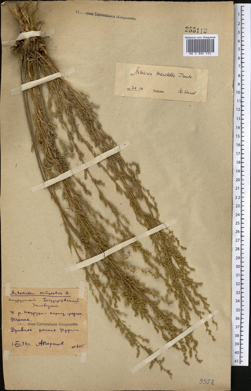 Полынь тонковойлочная Trautv., Средняя Азия и Казахстан, Северный и Центральный Казахстан (M10) (Казахстан)