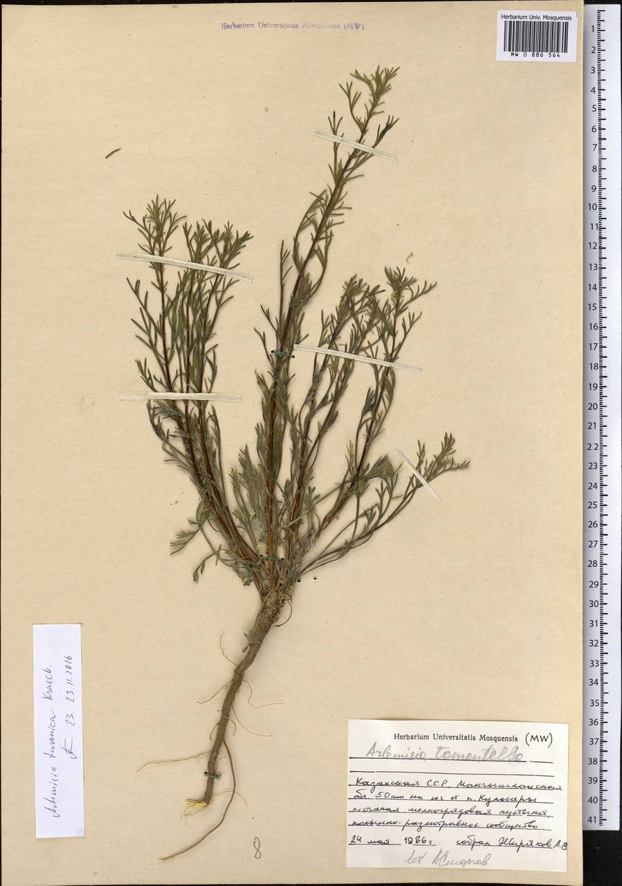 Полынь туранская (Krasch.) Poljak., Средняя Азия и Казахстан, Прикаспийский Устюрт и Северное Приаралье (M8) (Казахстан)