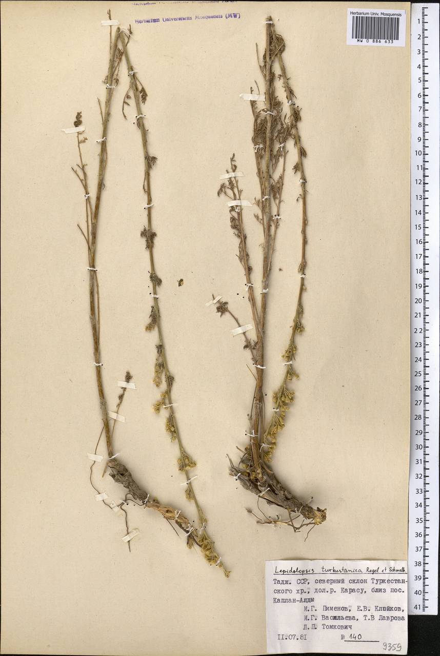 Лепидолопсис туркестанский (Regel & Schmalh.) Poljakov, Средняя Азия и Казахстан, Памир и Памиро-Алай (M2) (Таджикистан)