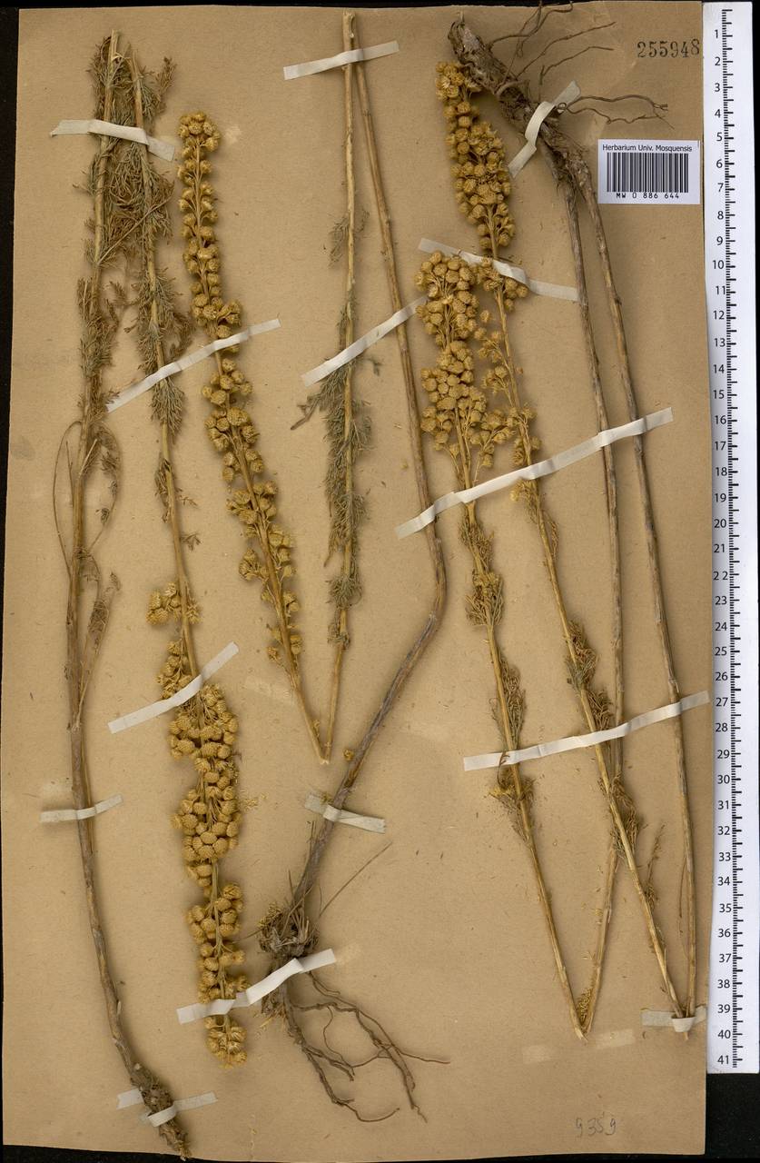 Лепидолопсис туркестанский (Regel & Schmalh.) Poljakov, Средняя Азия и Казахстан, Западный Тянь-Шань и Каратау (M3) (Узбекистан)