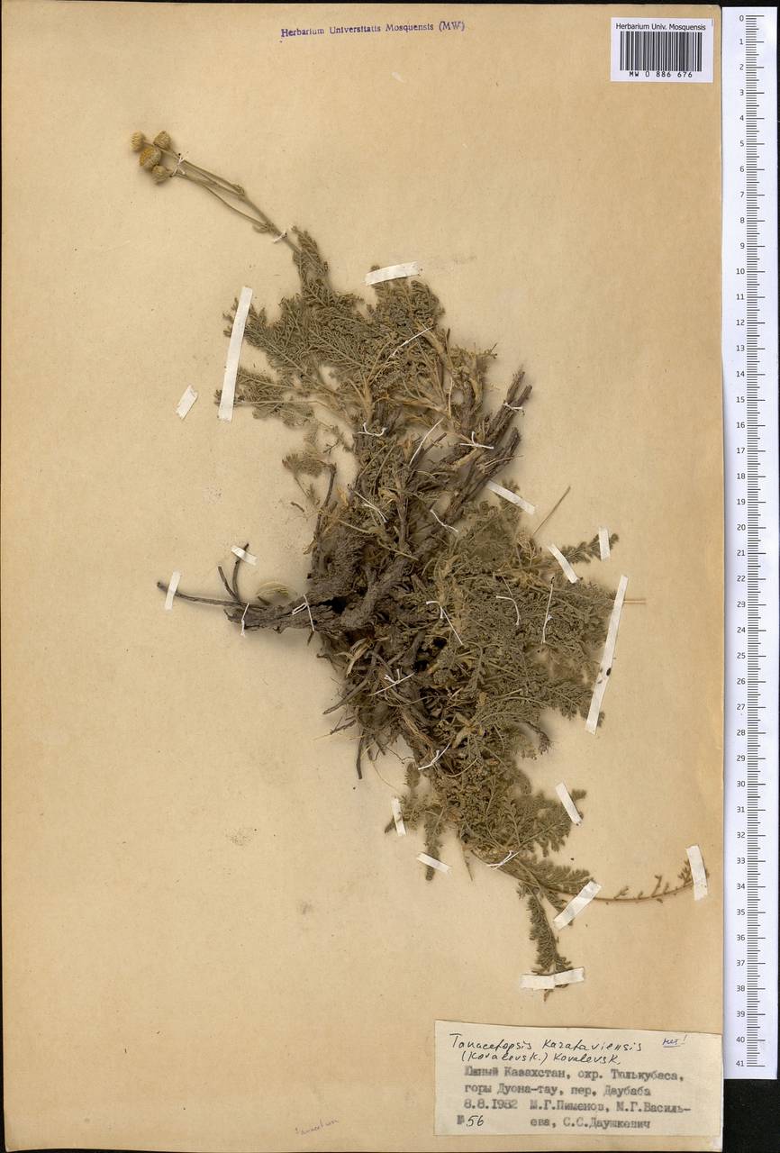 Tanacetopsis karataviensis (S. Kovalevsk.) S.Kovalevsk., Средняя Азия и Казахстан, Западный Тянь-Шань и Каратау (M3) (Казахстан)
