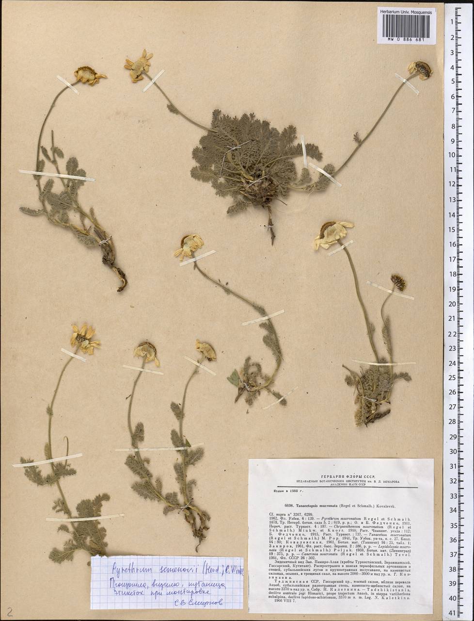 Richteria semenovii (Herder) Sonboli & Oberpr., Средняя Азия и Казахстан, Памир и Памиро-Алай (M2) (Таджикистан)