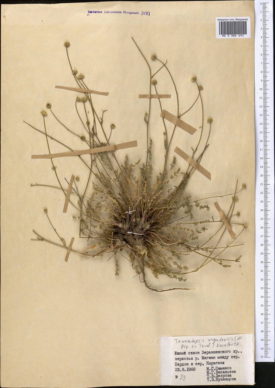 Tanacetopsis urgutensis (Popov ex Tzvel.) S.Kovalevsk., Средняя Азия и Казахстан, Памир и Памиро-Алай (M2) (Таджикистан)