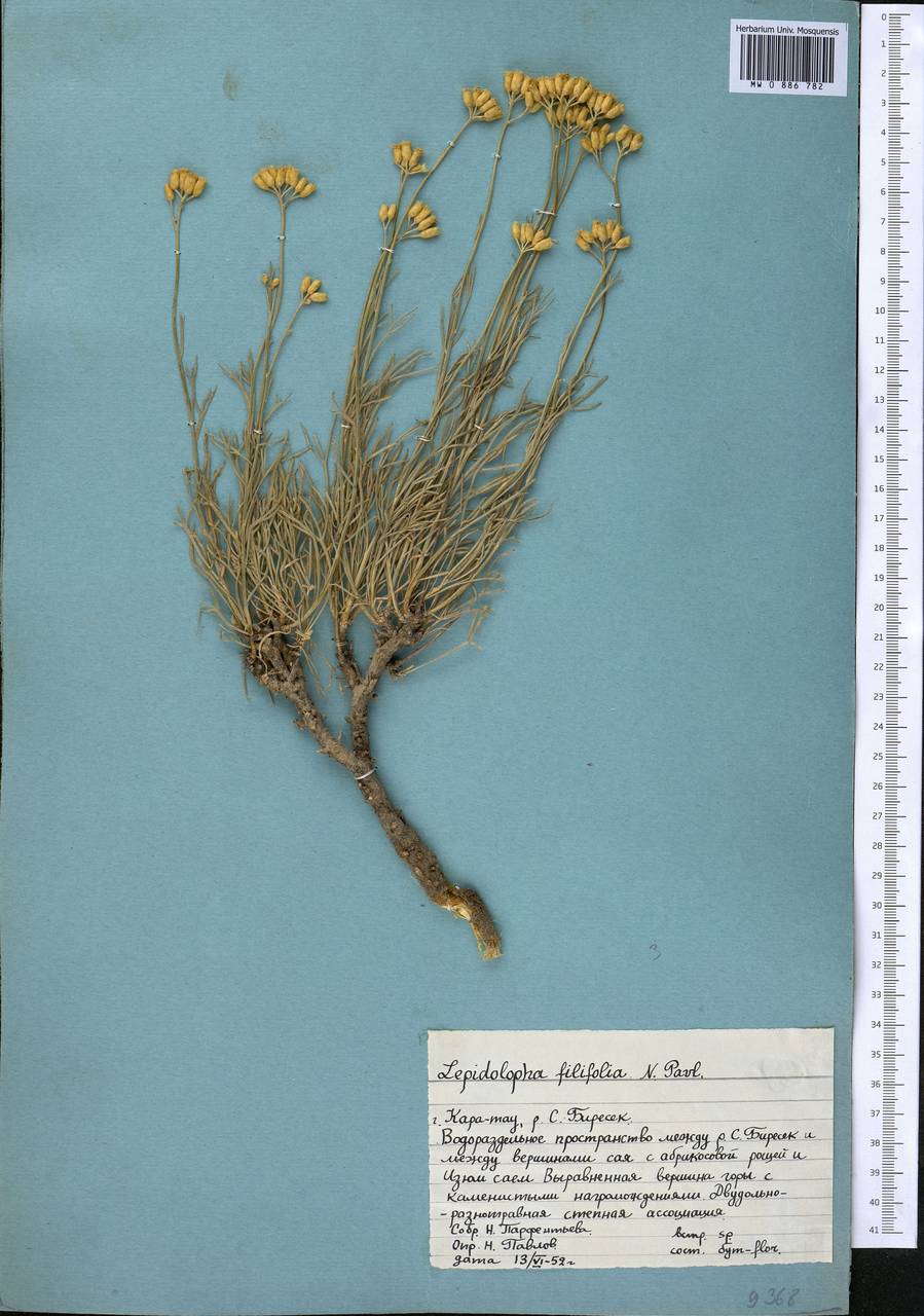 Лепидолофа Комарова C. Winkl., Средняя Азия и Казахстан, Западный Тянь-Шань и Каратау (M3) (Казахстан)