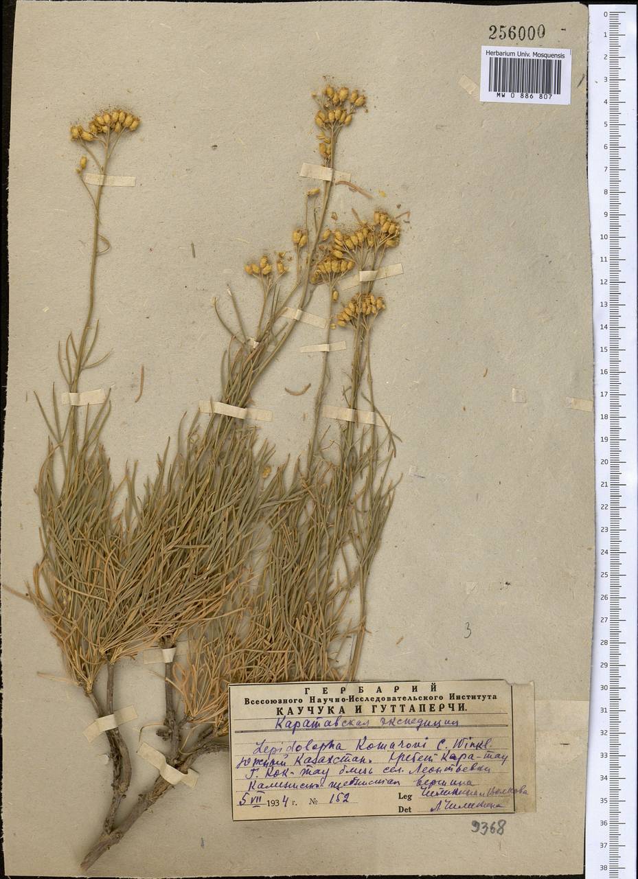 Лепидолофа Комарова C. Winkl., Средняя Азия и Казахстан, Западный Тянь-Шань и Каратау (M3) (Казахстан)