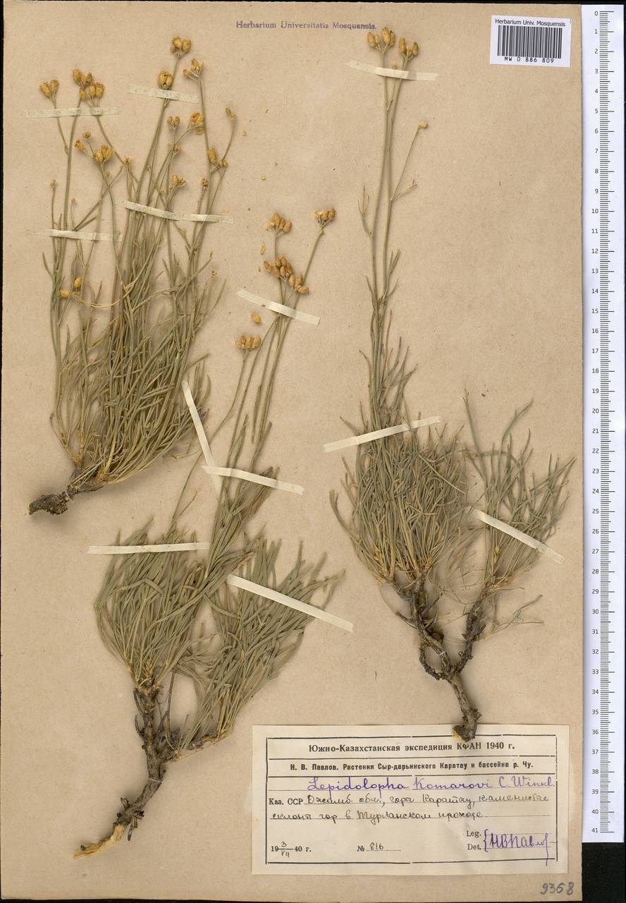 Лепидолофа Комарова C. Winkl., Средняя Азия и Казахстан, Западный Тянь-Шань и Каратау (M3) (Казахстан)