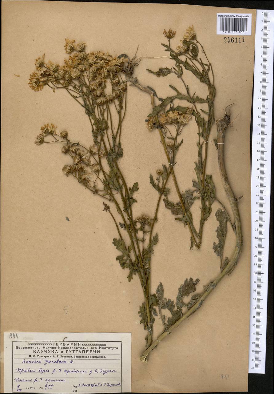 Якобея обыкновенная, Средняя Азия и Казахстан, Муюнкумы, Прибалхашье и Бетпак-Дала (M9) (Казахстан)