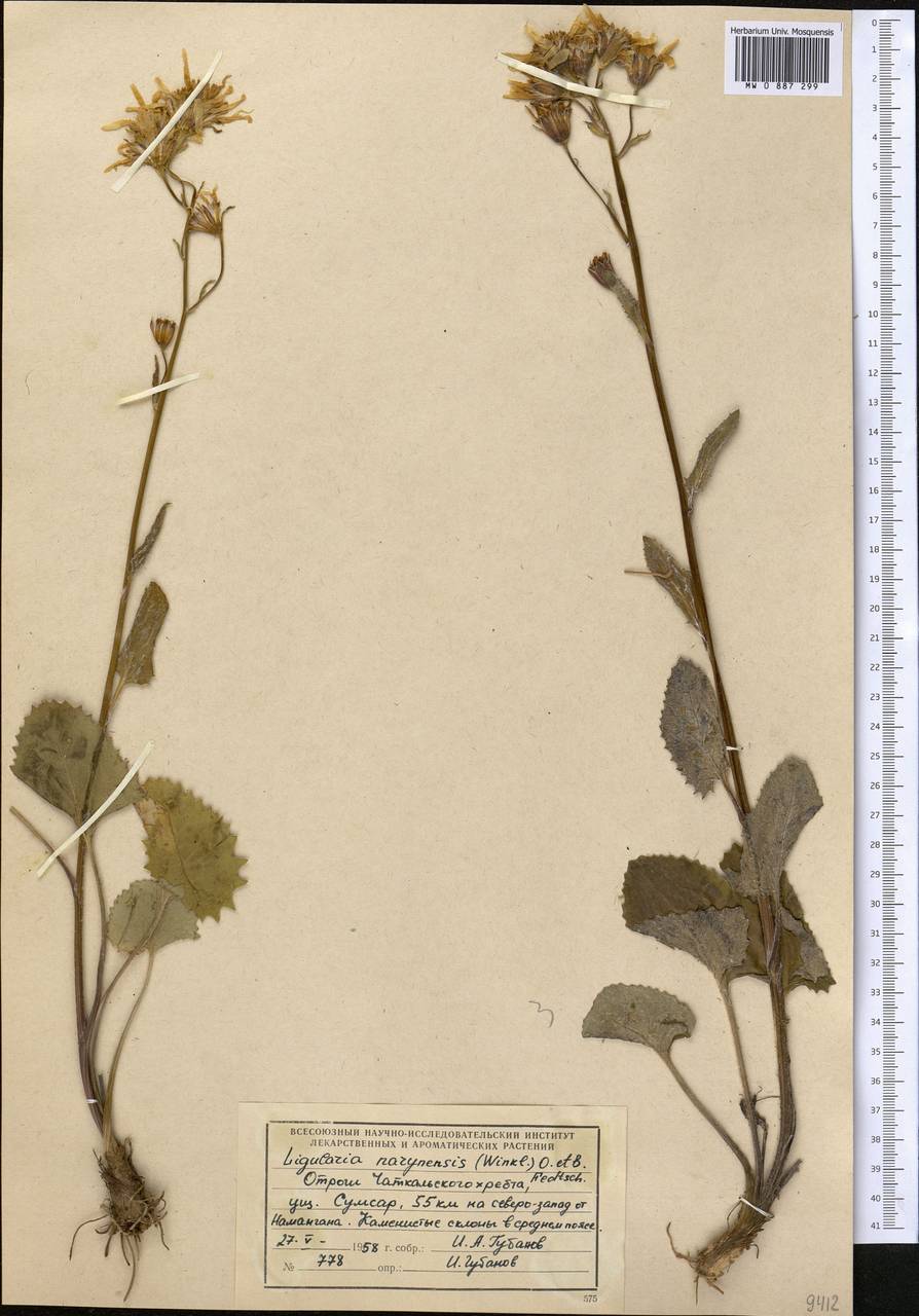 Vickifunkia karataviensis (Lipsch.) C. Ren, L. Wang, I. D. Illar. & Q. E. Yang, Средняя Азия и Казахстан, Западный Тянь-Шань и Каратау (M3) (Киргизия)