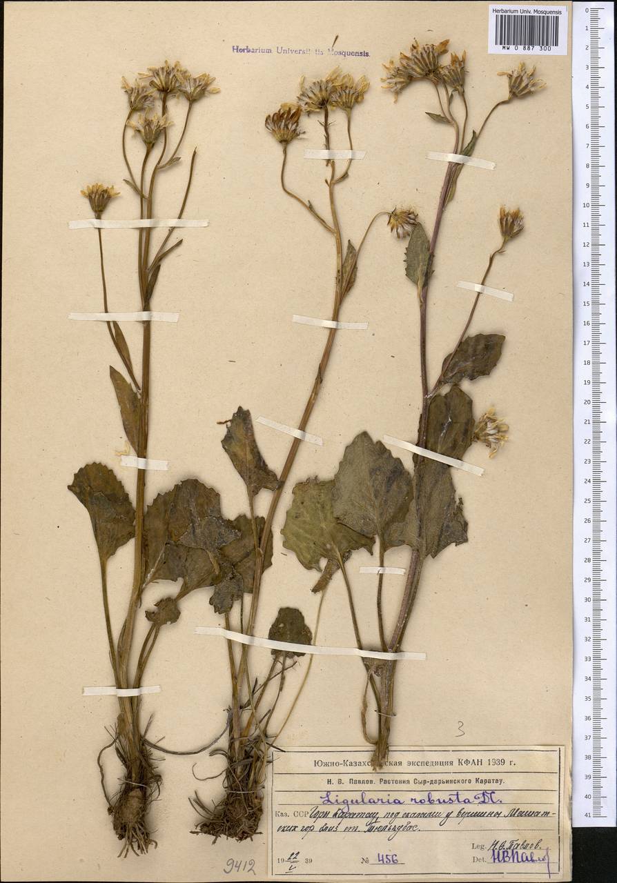 Vickifunkia karataviensis (Lipsch.) C. Ren, L. Wang, I. D. Illar. & Q. E. Yang, Средняя Азия и Казахстан, Западный Тянь-Шань и Каратау (M3) (Казахстан)