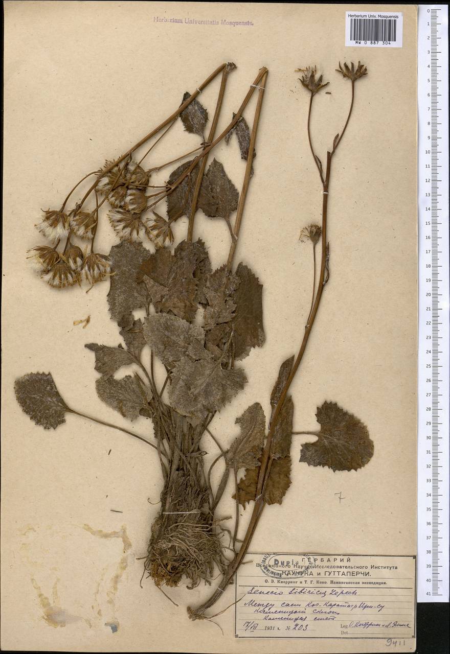 Vickifunkia karataviensis (Lipsch.) C. Ren, L. Wang, I. D. Illar. & Q. E. Yang, Средняя Азия и Казахстан, Западный Тянь-Шань и Каратау (M3)