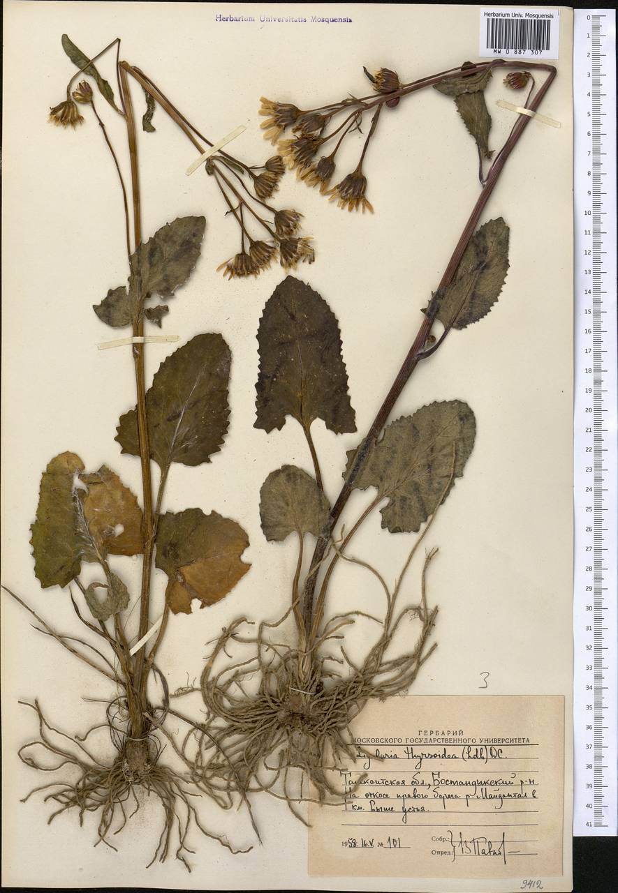 Vickifunkia karataviensis (Lipsch.) C. Ren, L. Wang, I. D. Illar. & Q. E. Yang, Средняя Азия и Казахстан, Западный Тянь-Шань и Каратау (M3) (Узбекистан)