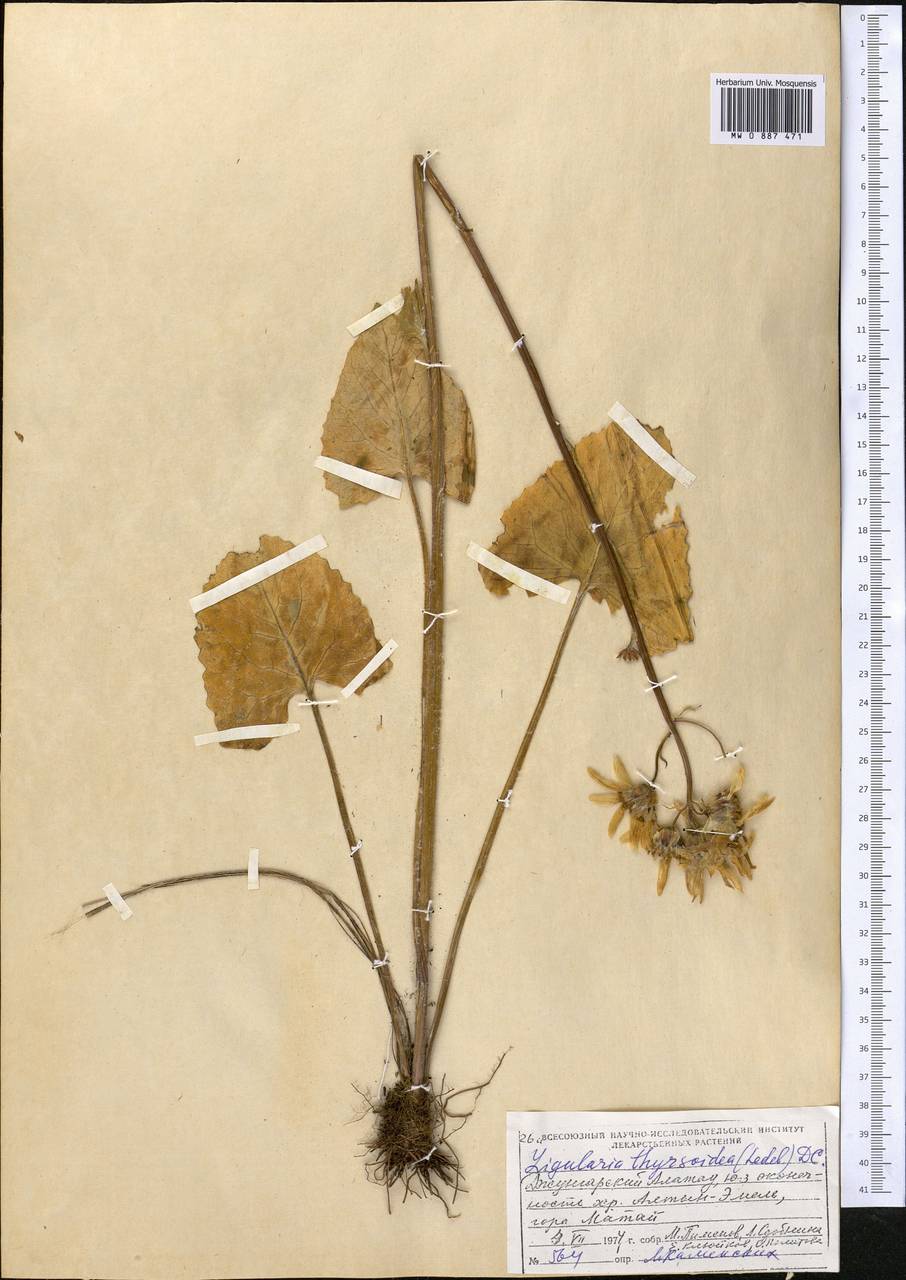 Vickifunkia thyrsoidea (Ledeb.) C. Ren, L. Wang, I. D. Illar. & Q. E. Yang, Средняя Азия и Казахстан, Джунгарский Алатау и Тарбагатай (M5) (Казахстан)