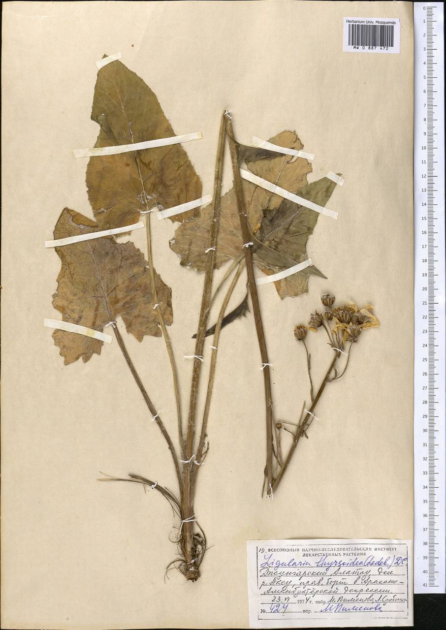 Vickifunkia thyrsoidea (Ledeb.) C. Ren, L. Wang, I. D. Illar. & Q. E. Yang, Средняя Азия и Казахстан, Джунгарский Алатау и Тарбагатай (M5) (Казахстан)