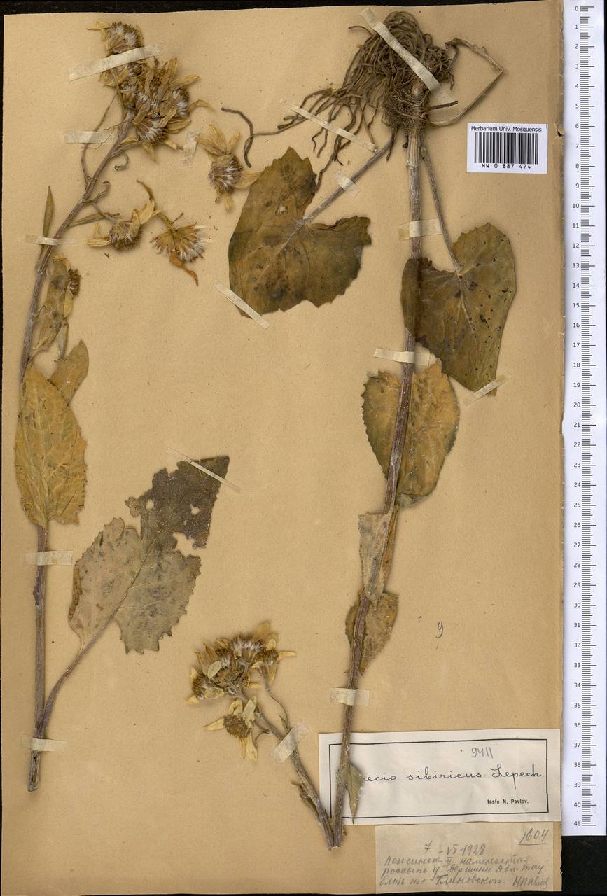 Vickifunkia thyrsoidea (Ledeb.) C. Ren, L. Wang, I. D. Illar. & Q. E. Yang, Средняя Азия и Казахстан, Джунгарский Алатау и Тарбагатай (M5) (Казахстан)