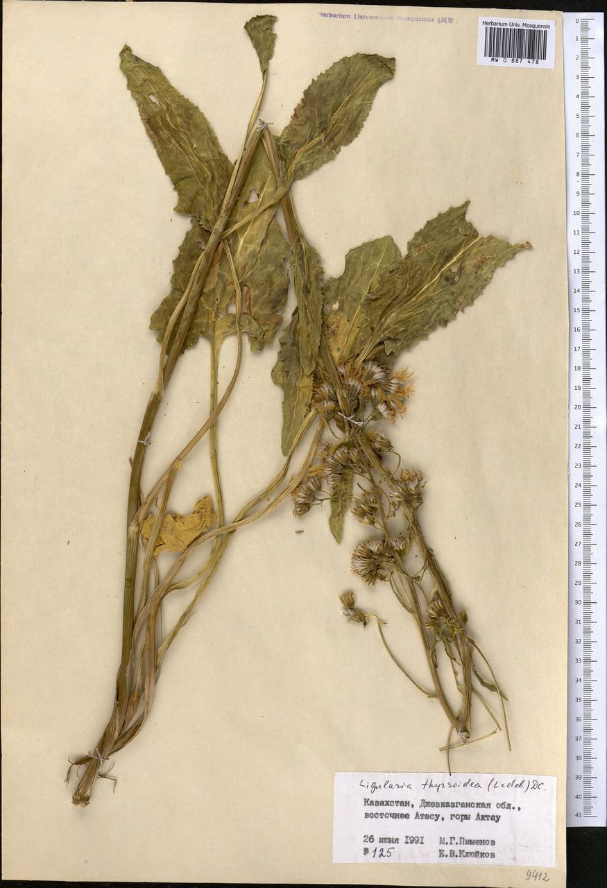 Vickifunkia thyrsoidea (Ledeb.) C. Ren, L. Wang, I. D. Illar. & Q. E. Yang, Средняя Азия и Казахстан, Муюнкумы, Прибалхашье и Бетпак-Дала (M9) (Казахстан)