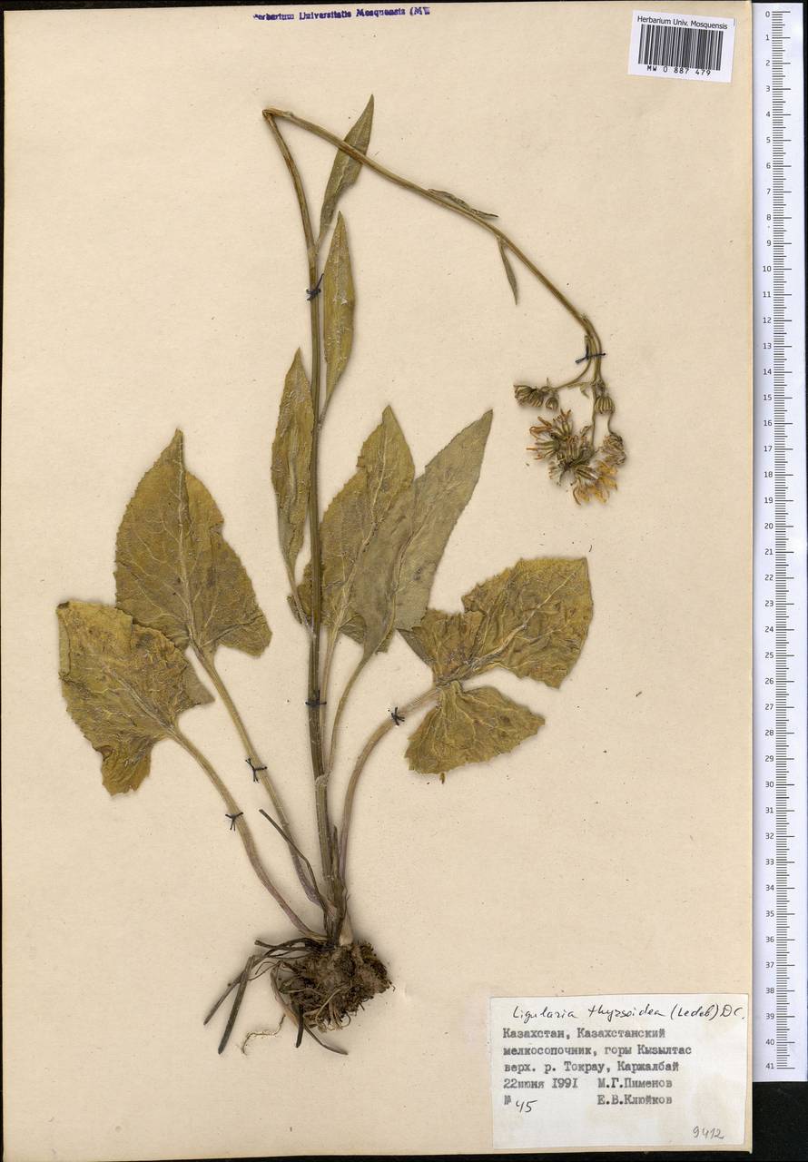 Vickifunkia thyrsoidea (Ledeb.) C. Ren, L. Wang, I. D. Illar. & Q. E. Yang, Средняя Азия и Казахстан, Муюнкумы, Прибалхашье и Бетпак-Дала (M9) (Казахстан)