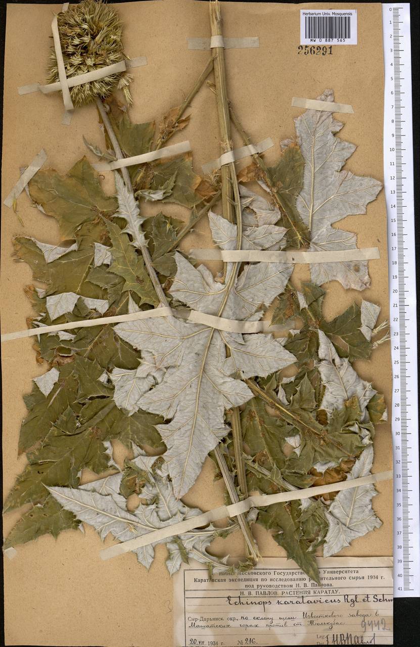 Мордовник каратавский Regel & Schmalh., Средняя Азия и Казахстан, Западный Тянь-Шань и Каратау (M3) (Казахстан)