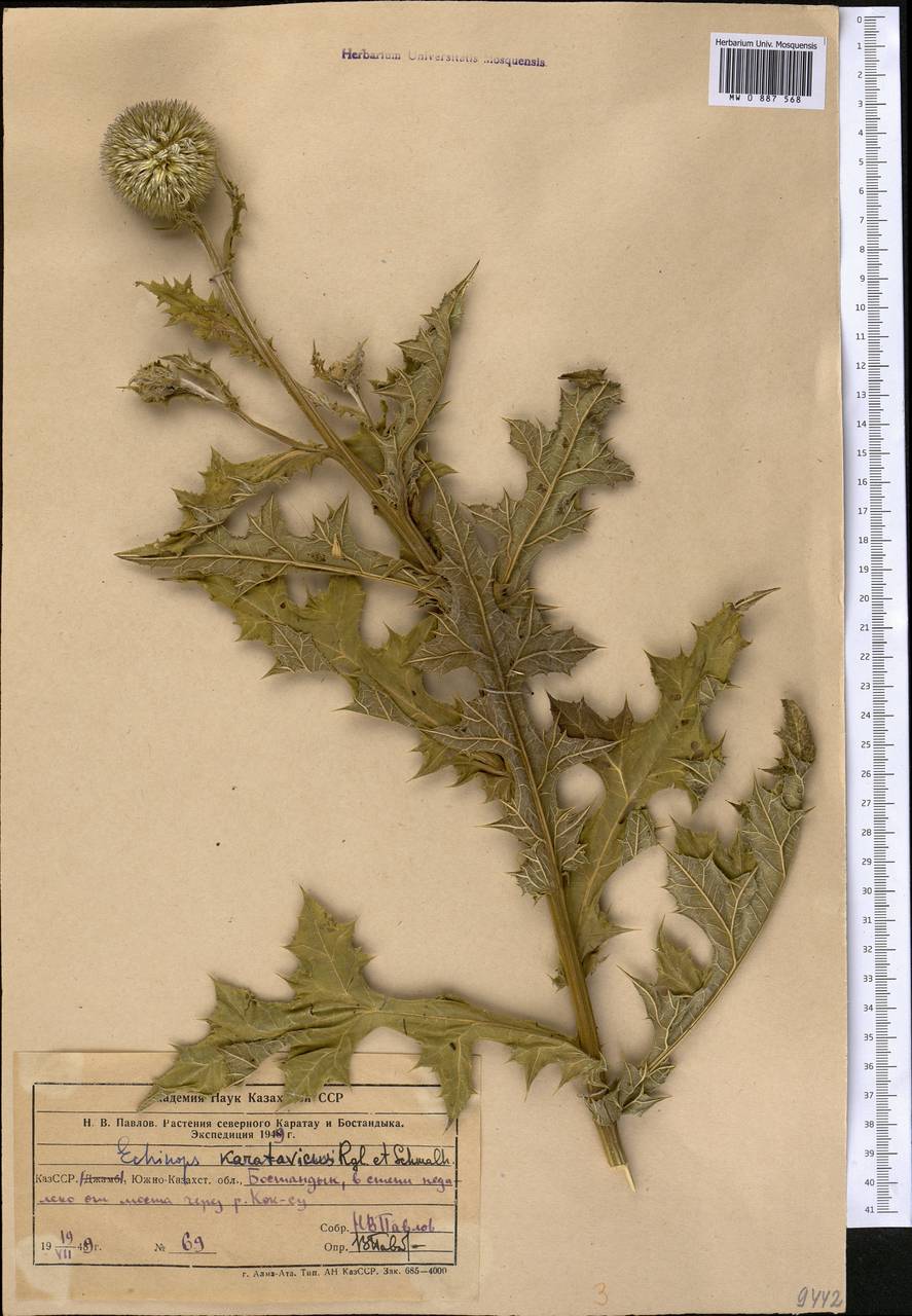 Мордовник каратавский Regel & Schmalh., Средняя Азия и Казахстан, Западный Тянь-Шань и Каратау (M3) (Узбекистан)