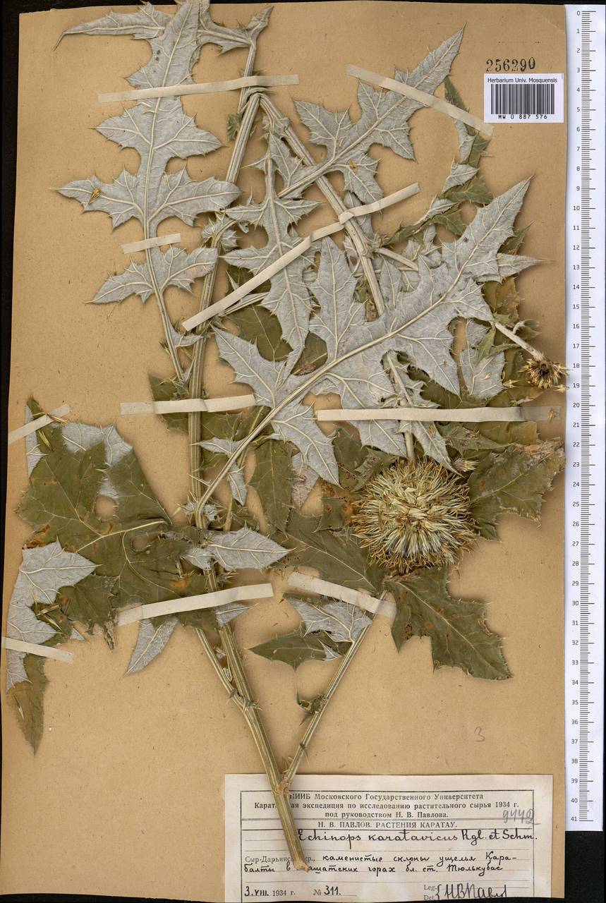 Мордовник каратавский Regel & Schmalh., Средняя Азия и Казахстан, Западный Тянь-Шань и Каратау (M3) (Казахстан)