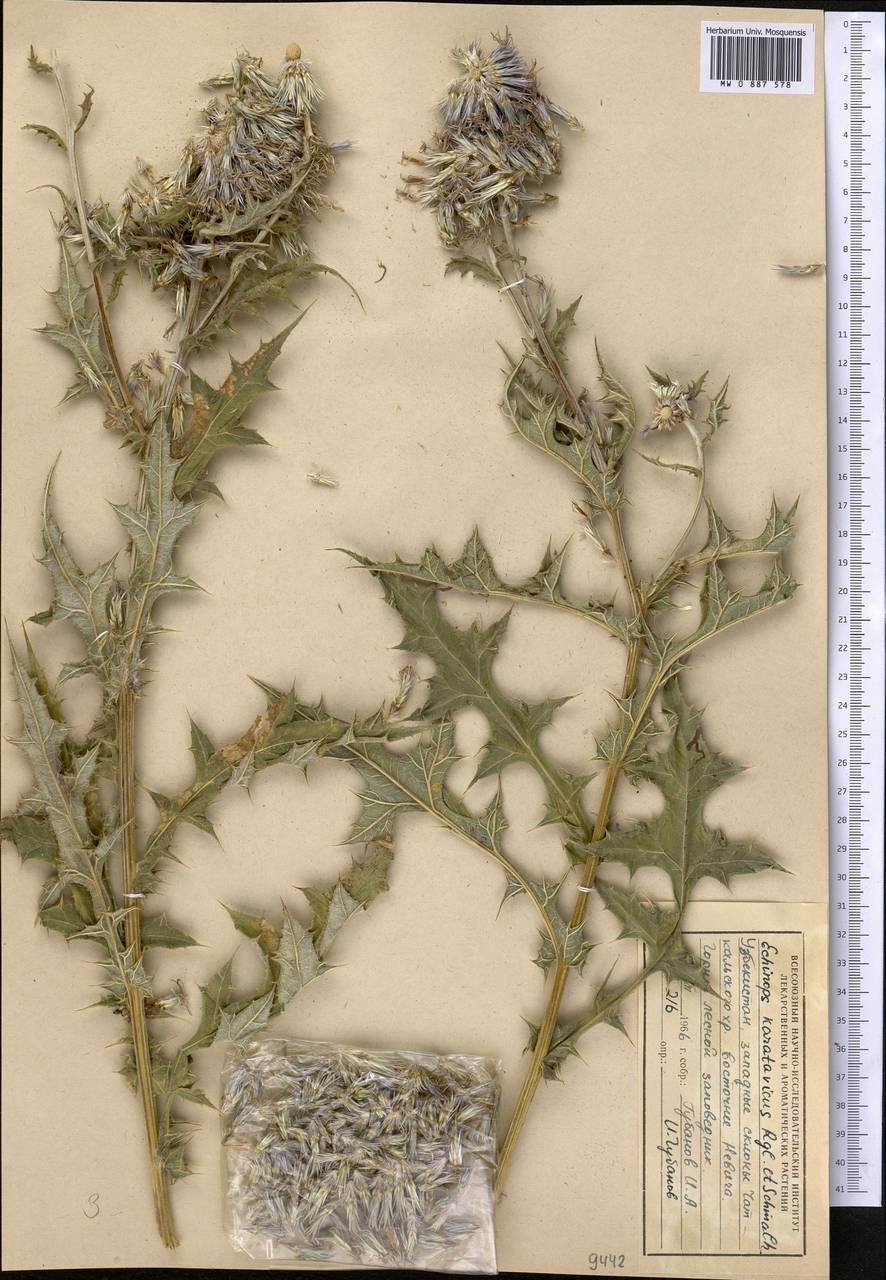 Мордовник каратавский Regel & Schmalh., Средняя Азия и Казахстан, Западный Тянь-Шань и Каратау (M3) (Узбекистан)