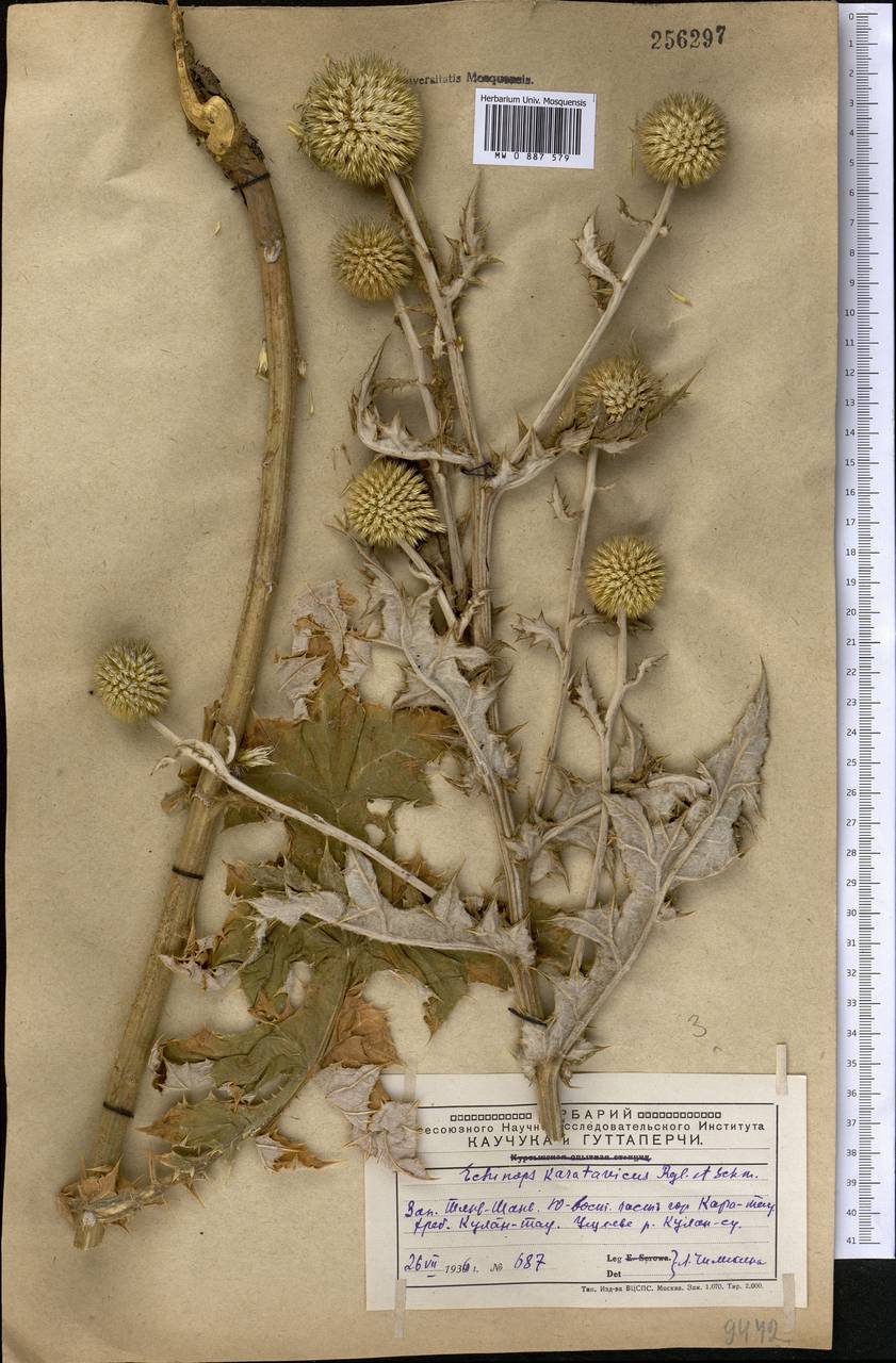 Мордовник каратавский Regel & Schmalh., Средняя Азия и Казахстан, Западный Тянь-Шань и Каратау (M3) (Казахстан)