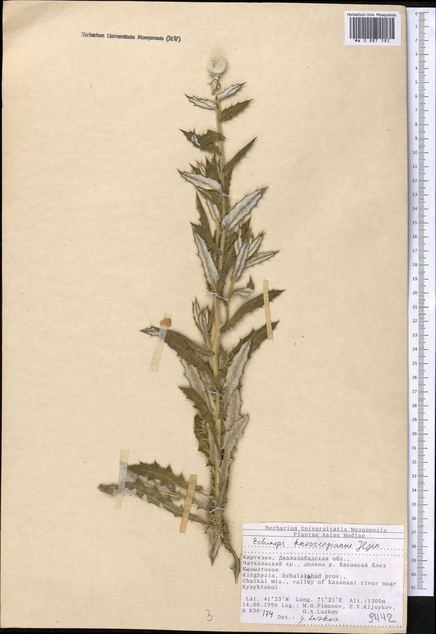 Echinops knorringianus Iljin, Средняя Азия и Казахстан, Западный Тянь-Шань и Каратау (M3) (Киргизия)