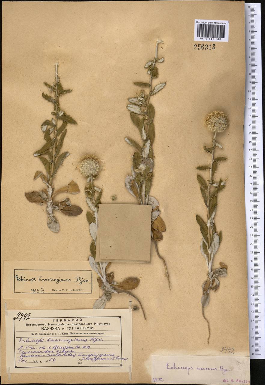 Echinops knorringianus Iljin, Средняя Азия и Казахстан, Сырдарьинские пустыни и Кызылкумы (M7) (Узбекистан)