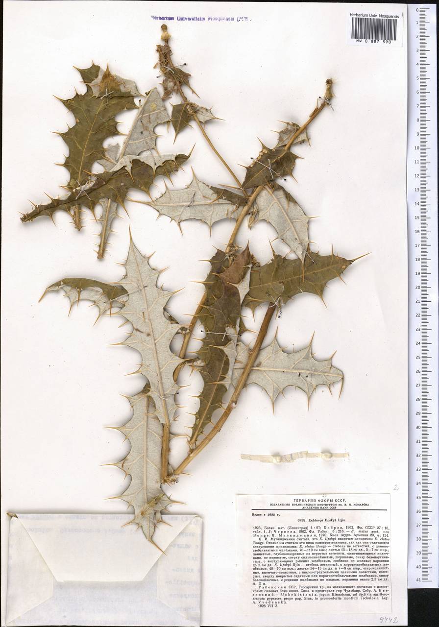 Echinops lipskyi Iljin, Средняя Азия и Казахстан, Памир и Памиро-Алай (M2) (Узбекистан)