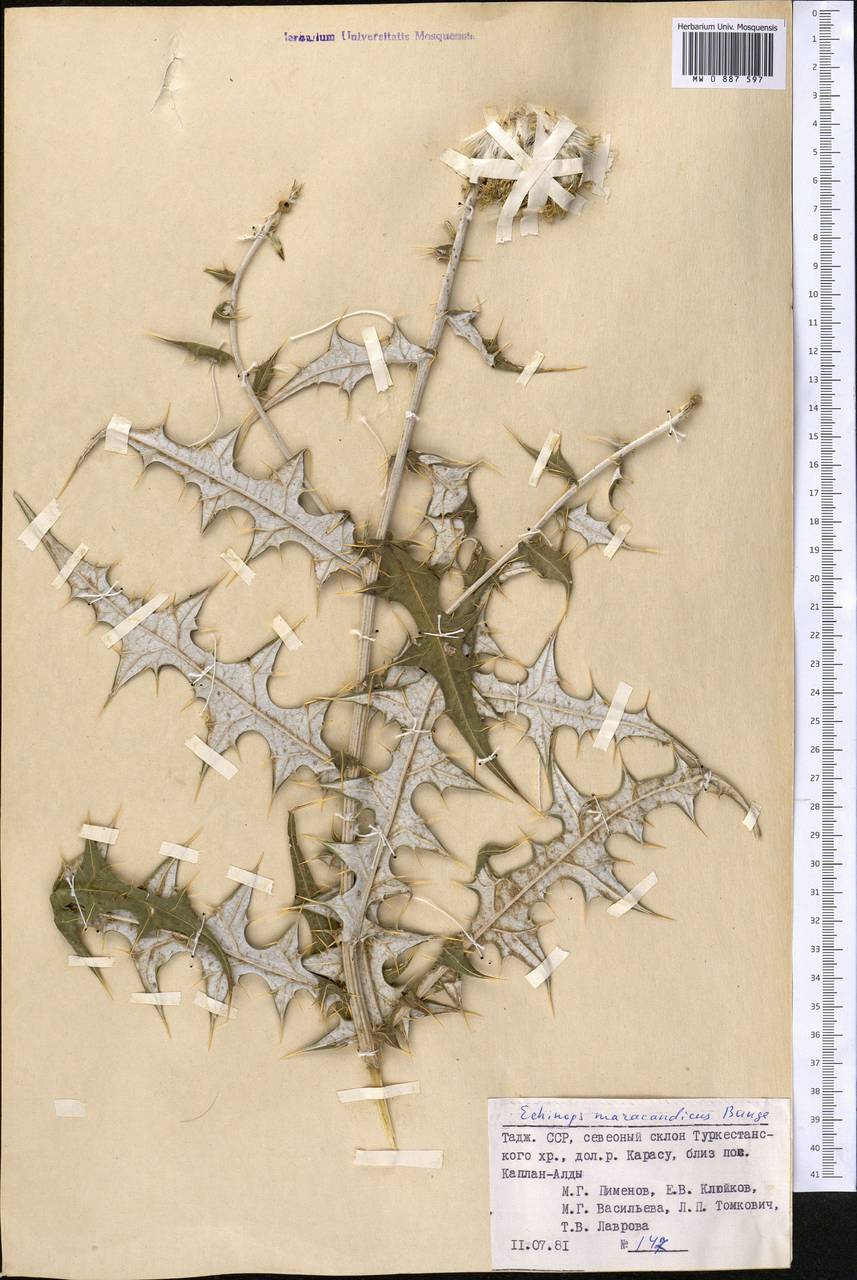 Мордовник самаркандский Bunge, Средняя Азия и Казахстан, Памир и Памиро-Алай (M2) (Таджикистан)