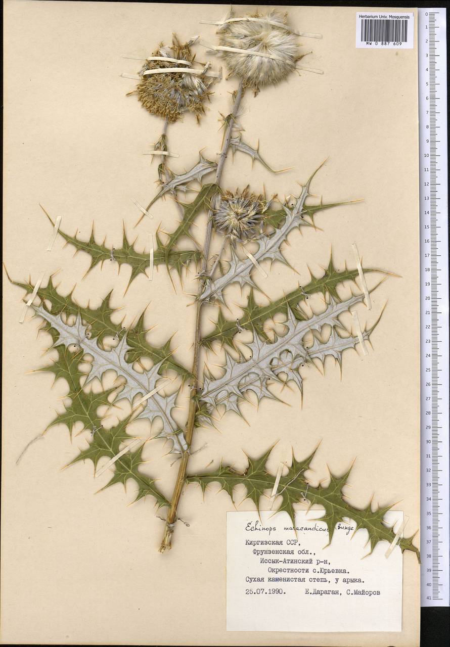 Мордовник самаркандский Bunge, Средняя Азия и Казахстан, Северный и Центральный Тянь-Шань (M4) (Киргизия)