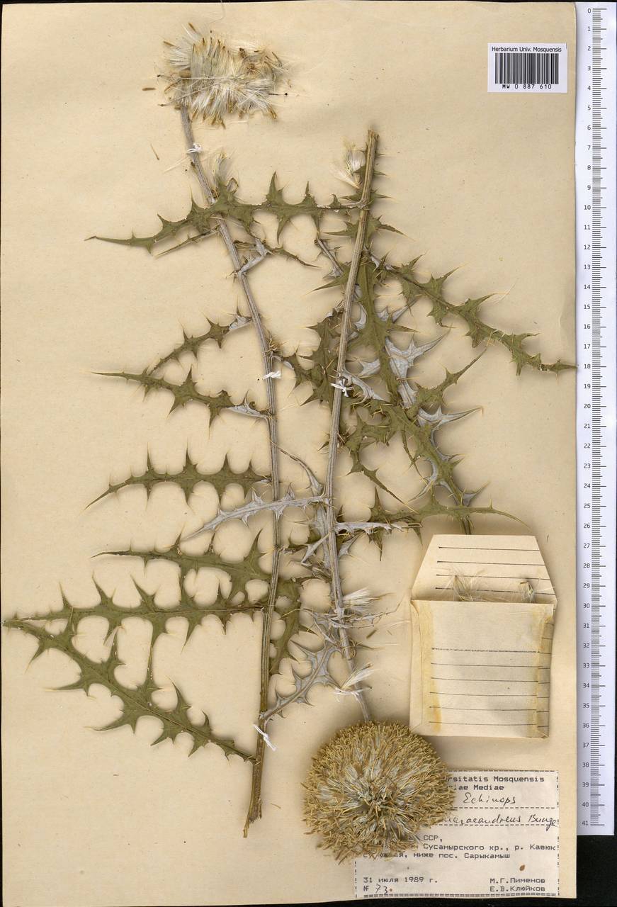 Мордовник самаркандский Bunge, Средняя Азия и Казахстан, Северный и Центральный Тянь-Шань (M4) (Киргизия)