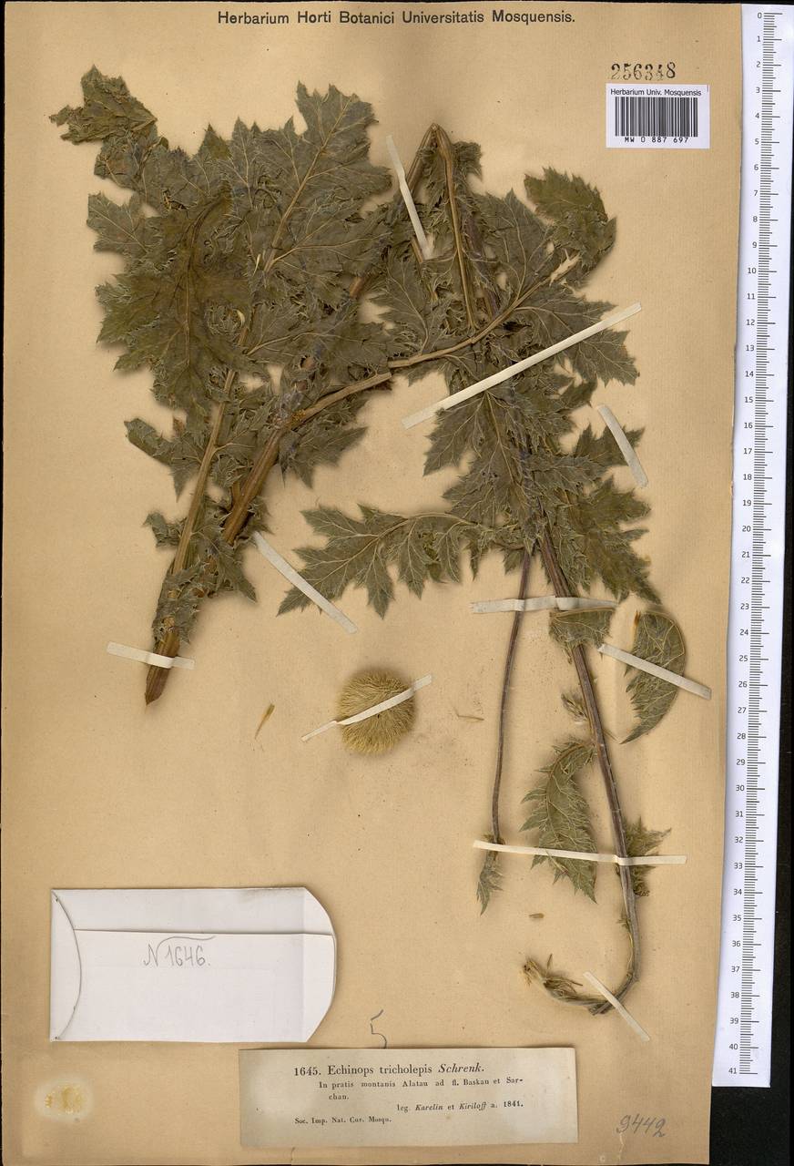 Мордовник волосочешуйный Schrenk, Средняя Азия и Казахстан, Джунгарский Алатау и Тарбагатай (M5) (Казахстан)