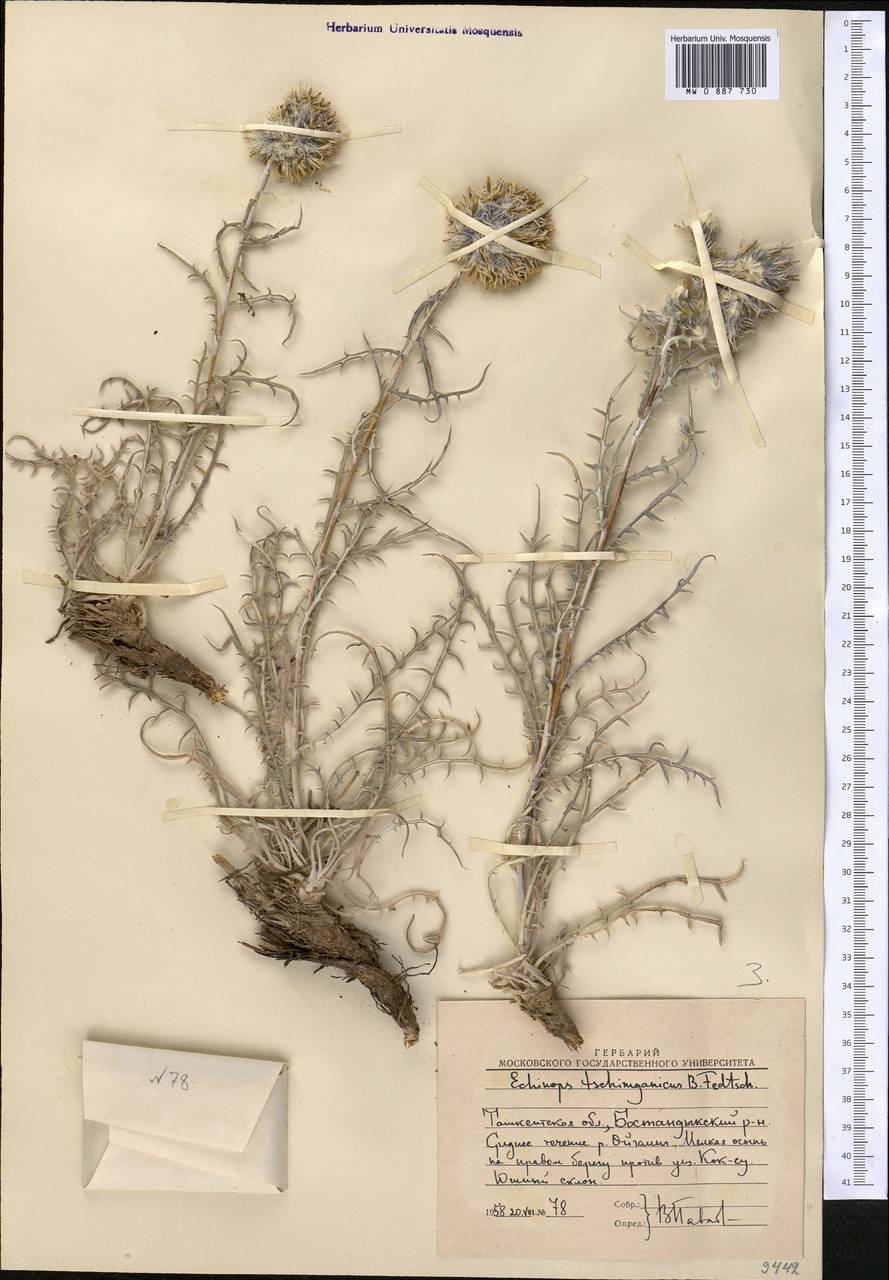 Мордовник чимганский B. Fedtsch., Средняя Азия и Казахстан, Западный Тянь-Шань и Каратау (M3) (Узбекистан)