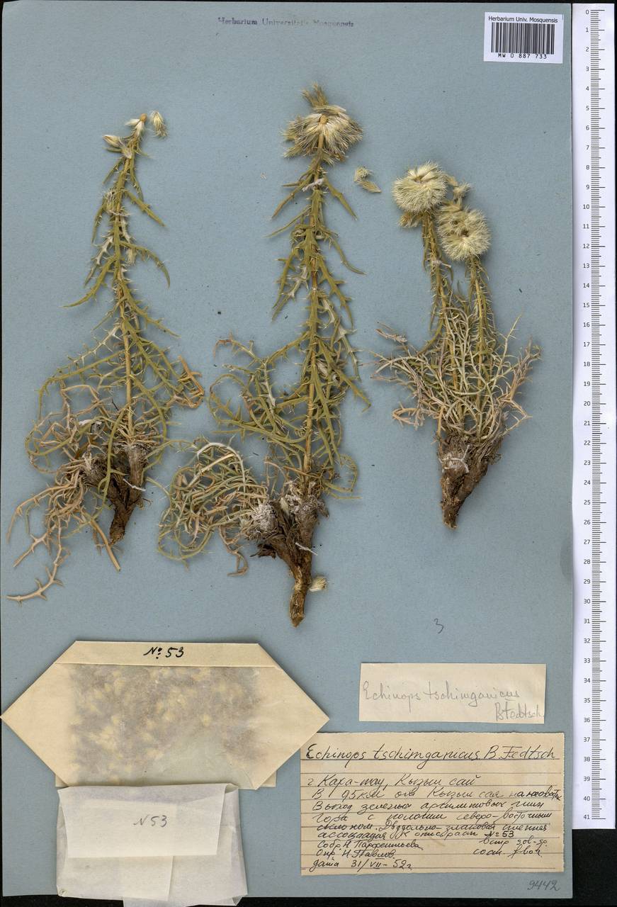 Мордовник чимганский B. Fedtsch., Средняя Азия и Казахстан, Западный Тянь-Шань и Каратау (M3) (Казахстан)