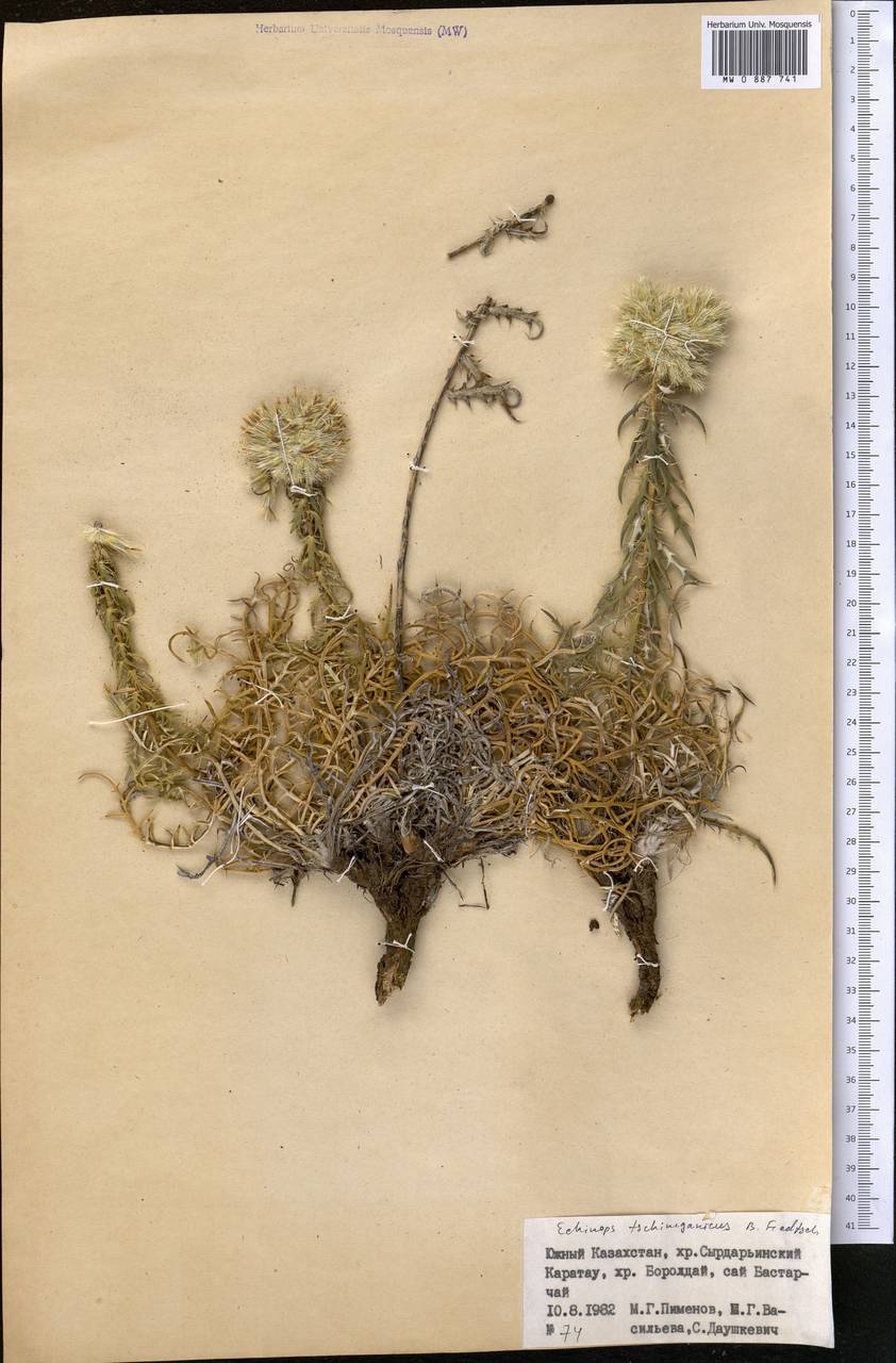 Мордовник чимганский B. Fedtsch., Средняя Азия и Казахстан, Западный Тянь-Шань и Каратау (M3) (Казахстан)