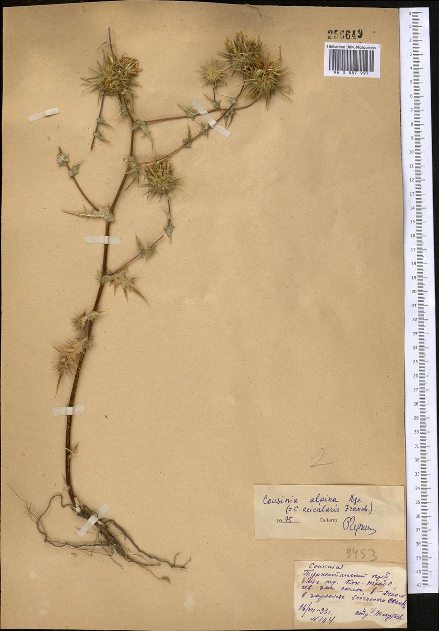 Кузиния альпийская I. G. Borshch. ex Trautv., Средняя Азия и Казахстан, Памир и Памиро-Алай (M2) (Узбекистан)