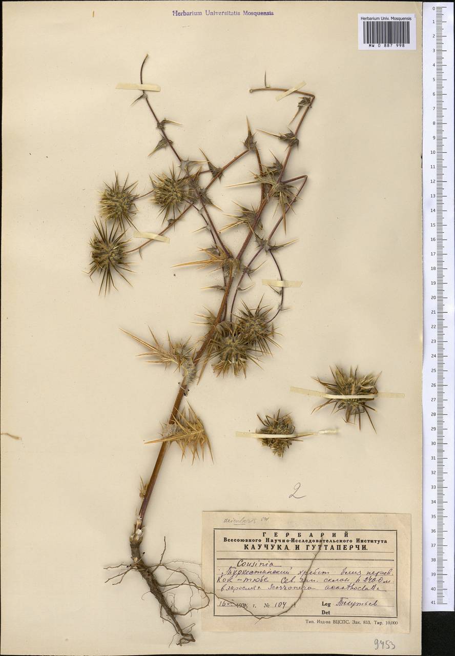 Кузиния альпийская I. G. Borshch. ex Trautv., Средняя Азия и Казахстан, Памир и Памиро-Алай (M2) (Узбекистан)