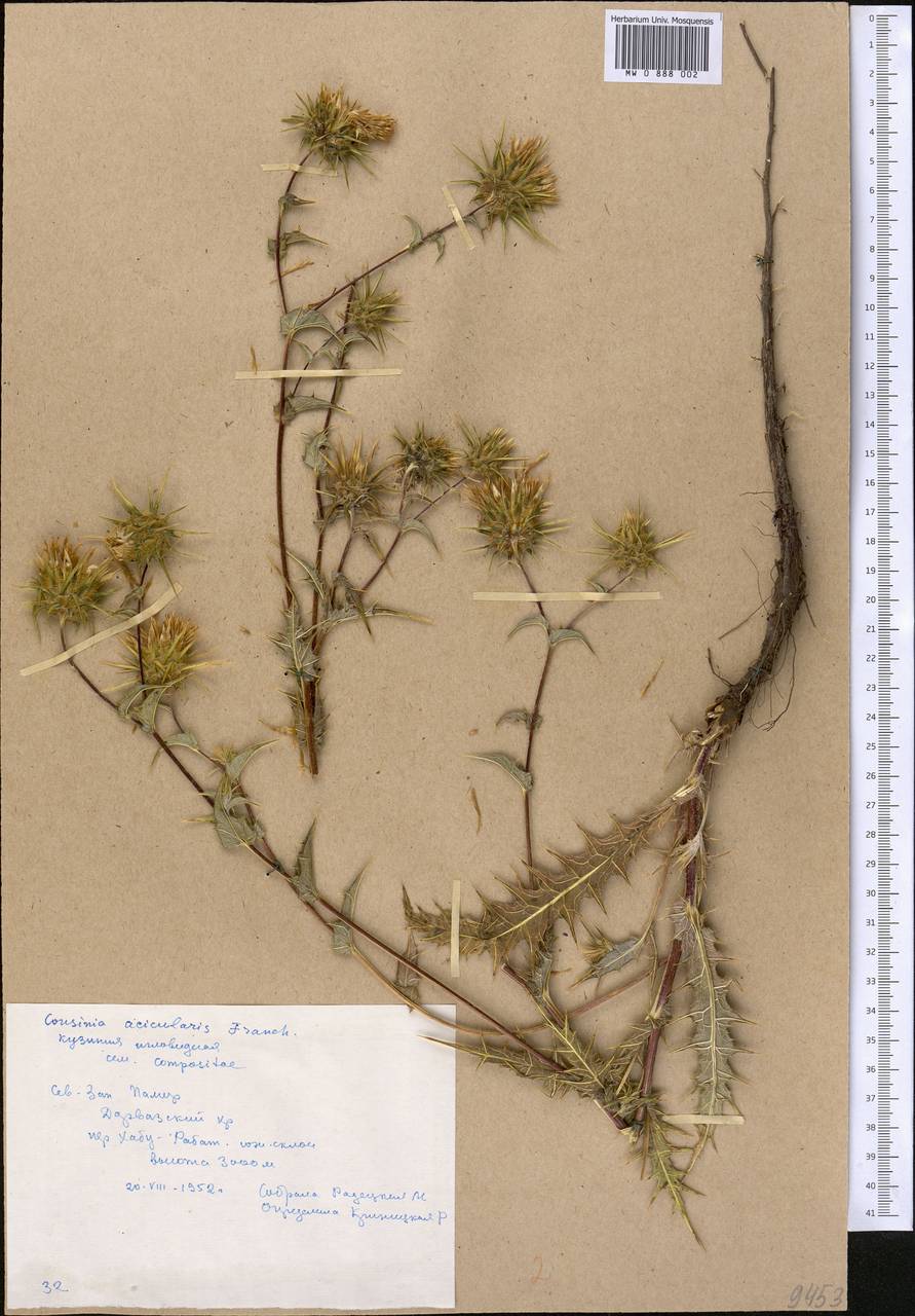 Кузиния альпийская I. G. Borshch. ex Trautv., Средняя Азия и Казахстан, Памир и Памиро-Алай (M2) (Таджикистан)