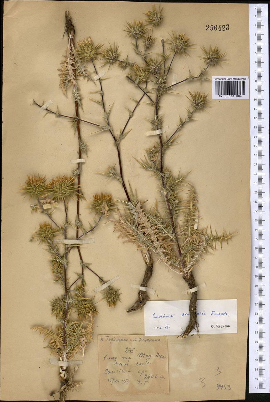 Кузиния альпийская I. G. Borshch. ex Trautv., Средняя Азия и Казахстан, Памир и Памиро-Алай (M2) (Неизвестно)