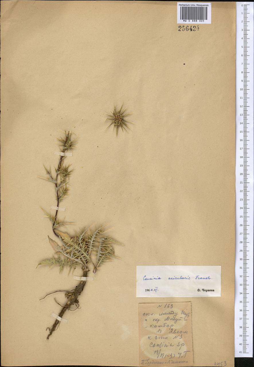 Кузиния альпийская I. G. Borshch. ex Trautv., Средняя Азия и Казахстан, Западный Тянь-Шань и Каратау (M3) (Неизвестно)