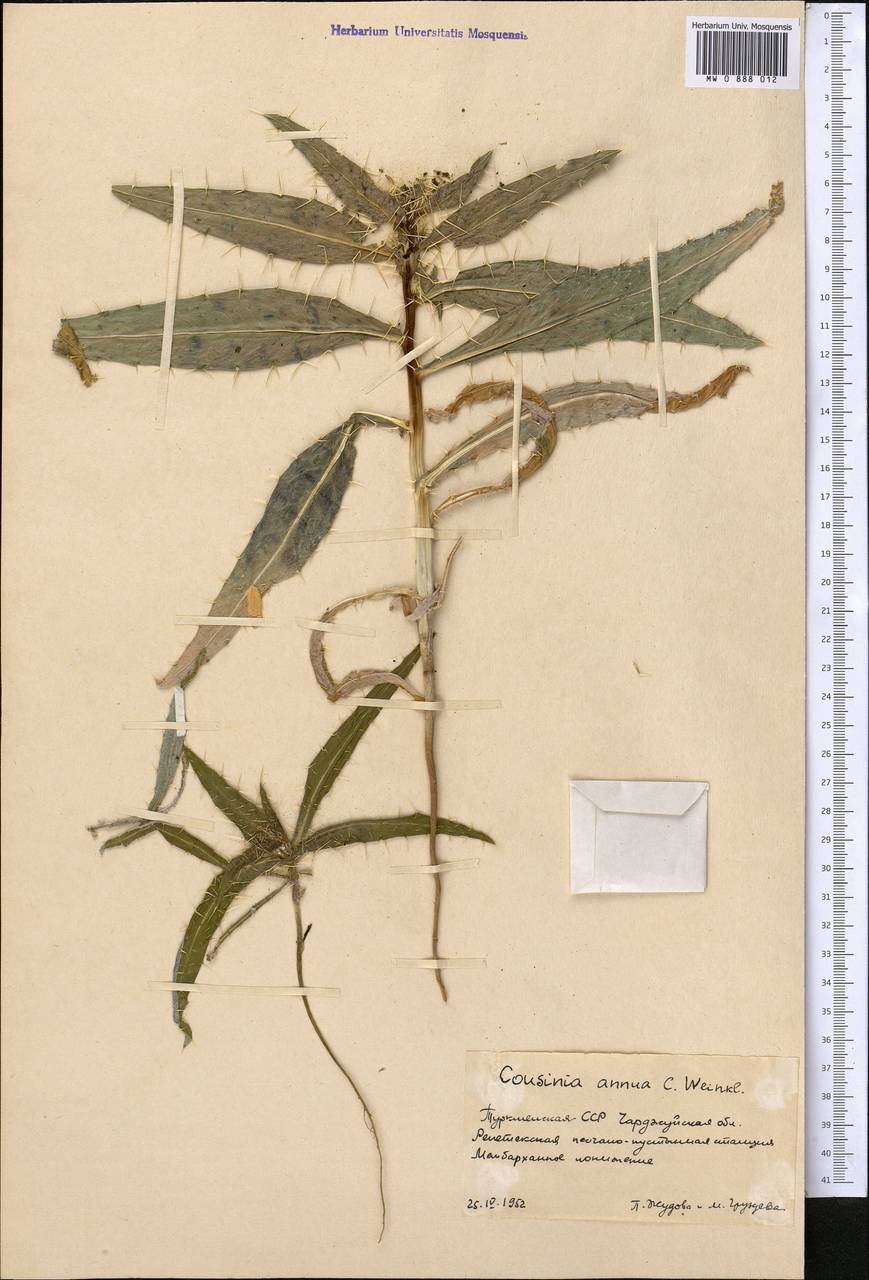 Cousinia annua C. Winkl., Средняя Азия и Казахстан, Каракумы (M6) (Туркмения)