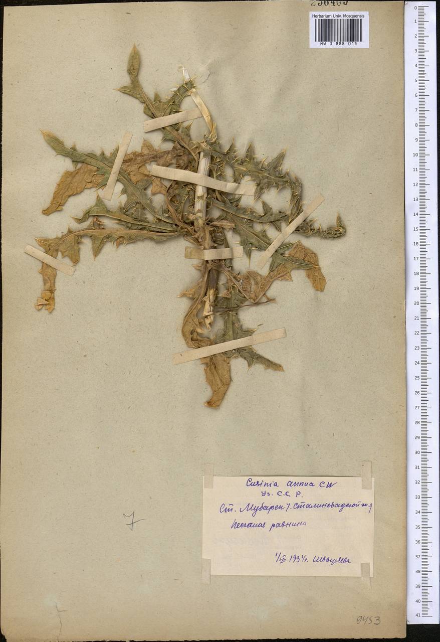 Cousinia annua C. Winkl., Средняя Азия и Казахстан, Сырдарьинские пустыни и Кызылкумы (M7) (Узбекистан)