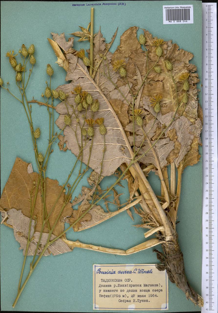 Arctium aureum (C. Winkl.) Kuntze, Средняя Азия и Казахстан, Памир и Памиро-Алай (M2) (Таджикистан)