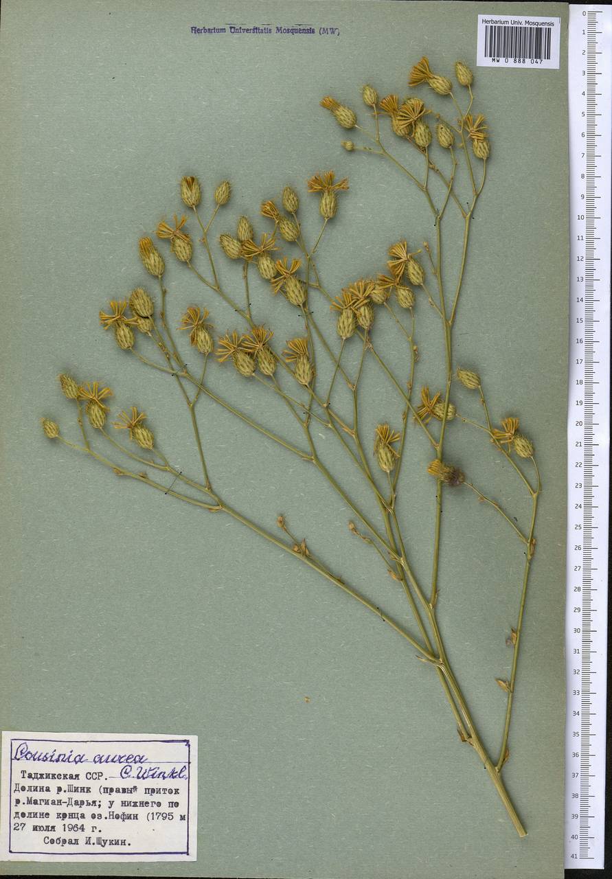 Arctium aureum (C. Winkl.) Kuntze, Средняя Азия и Казахстан, Памир и Памиро-Алай (M2) (Таджикистан)