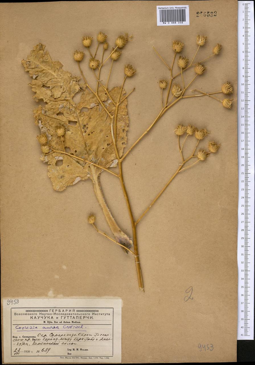 Arctium aureum (C. Winkl.) Kuntze, Средняя Азия и Казахстан, Памир и Памиро-Алай (M2) (Узбекистан)