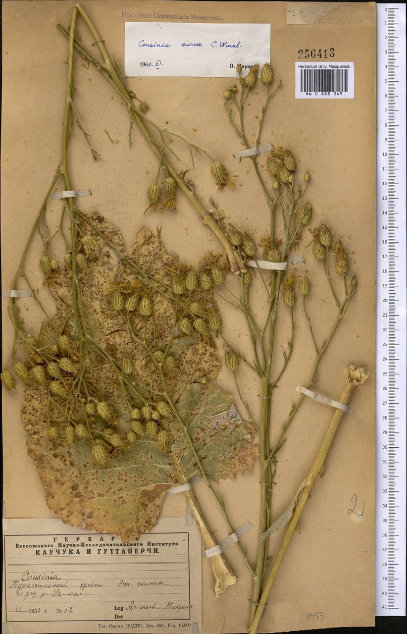 Arctium aureum (C. Winkl.) Kuntze, Средняя Азия и Казахстан, Памир и Памиро-Алай (M2)